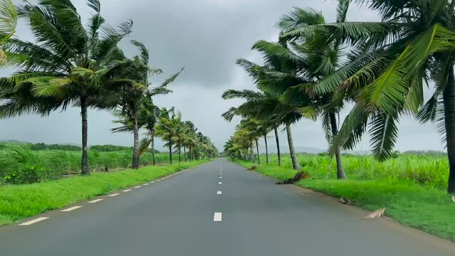 Road with palm trees. The car moving along the road on the side of the road grow green palm trees. Mauritius