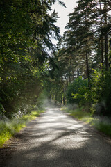 Fototapeta premium Foggy road in forest