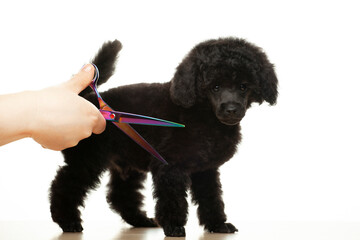 image of dog scissors hand white background 