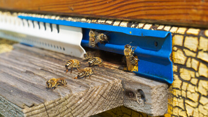 Rural apiary and honey production. Bee hive. Swarm of bees. Beekeeping.