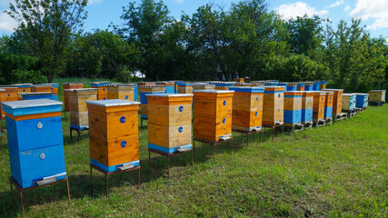 Rural apiary and honey production. Bee hive. Swarm of bees. Beekeeping.