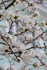 Close up of white magnolia flowers. Photographed against a pastel colour house in Notting Hill, west London UK. Magnolia trees flower for about three days a year in springtime.