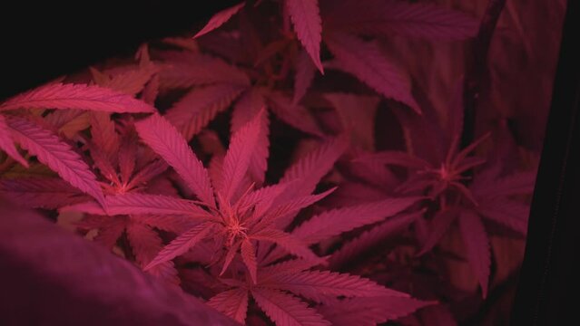 home grow marijuana cannabis blowing in wind inside home grow tent with artificial full spectrum LED lighting