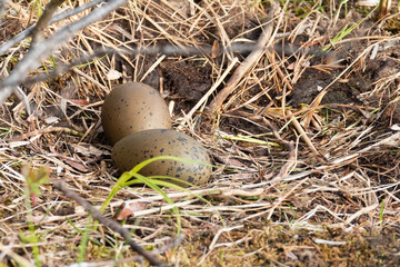 Obraz premium Black-throated Diver