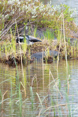 Black-throated Diver