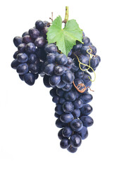 Grapes on a white background