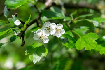 Spring tree flowering. White blooming tree. Slovakia