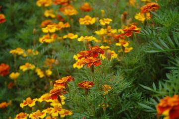 orange flowers in the garden
