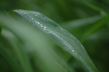water drops on a grass