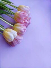 bouquet of pink tulips.Mother's Day.Women's Day.Background.
