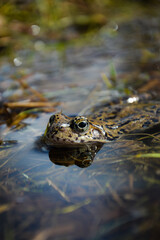 frog in water