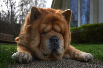 Cute chow dog on garden