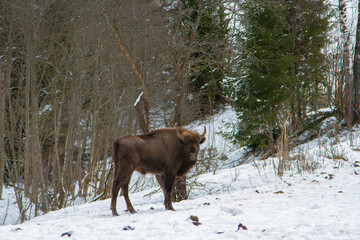 European bison (Bison bonasus) in winter in the natural environment, Skole Beskydy National Park, Ukraine.