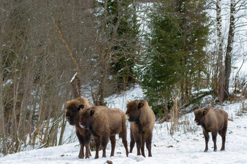 European bison (Bison bonasus) in winter in the natural environment, Skole Beskydy National Park, Ukraine.