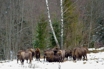 Naklejka na ściany i meble European bison (Bison bonasus) in winter in the natural environment, Skole Beskydy National Park, Ukraine.