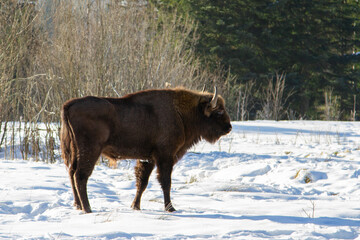 European bison (Bison bonasus) in winter in the natural environment, Skole Beskydy National Park, Ukraine.