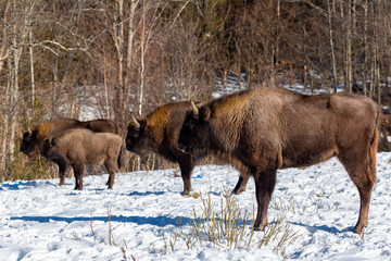 European bison (Bison bonasus) in winter in the natural environment, Skole Beskydy National Park, Ukraine.