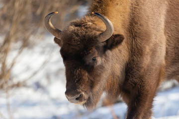 European bison (Bison bonasus) in winter in the natural environment, Skole Beskydy National Park, Ukraine.