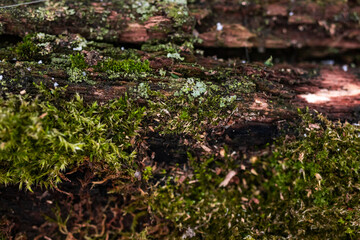 Green moss on the bark of a tree. Forest background. The roots of trees are overgrown with moss in a forest glade
