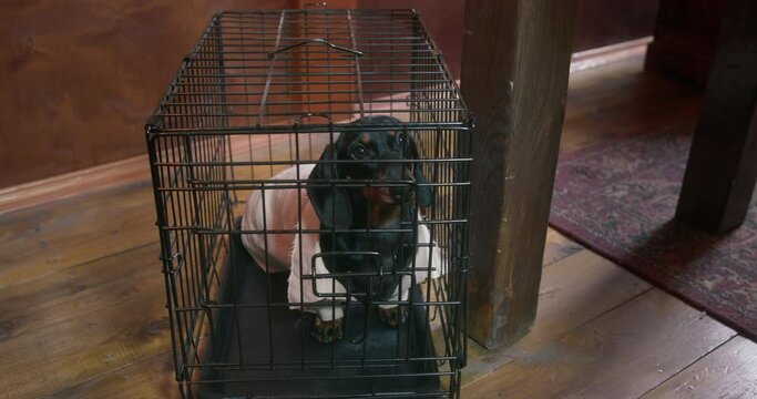 Pirate puts iron cage with dressed in white jacket black dachshund friend on wooden floor OF cabin on pirates ship close view