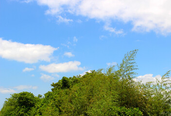 雲と青空と揺れる木の風景