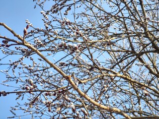 Spring tree flowering. Branch of willow wkith catkins - lamb's-tails. Slovakia