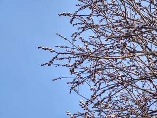 Spring tree flowering. Branch of willow wkith catkins - lamb's-tails. Slovakia