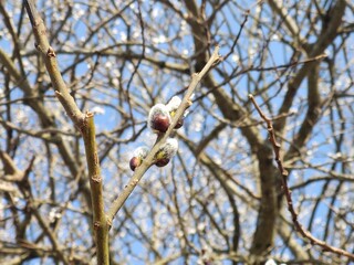 Spring tree flowering. Branch of willow wkith catkins - lamb's-tails. Slovakia