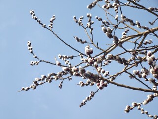 Spring tree flowering. Branch of willow wkith catkins - lamb's-tails. Slovakia