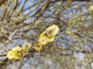 Spring tree flowering. Branch of willow wkith catkins - lamb's-tails. Slovakia