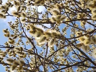 Spring tree flowering. Branch of willow wkith catkins - lamb's-tails. Slovakia