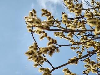 Spring tree flowering. Branch of willow wkith catkins - lamb's-tails. Slovakia