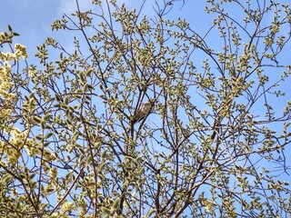 Spring tree flowering. Branch of willow wkith catkins - lamb's-tails. Slovakia