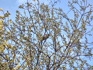 Spring tree flowering. Branch of willow wkith catkins - lamb's-tails. Slovakia