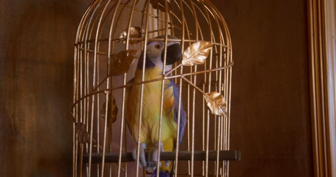Colorful parrot sits in small golden cage swinging fixed to ceiling against wooden wall IN cabin on pirates ship at rolling closeup