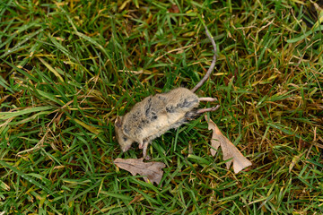 Mouse dead on the grass in the field, rodents