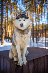 Portrait of gorgeous, cute and happy Siberian Husky dog standing in dog farm near Kemerovo, Siberia, Russia