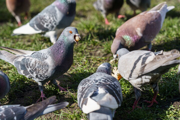 Flock of Hungry Pigeons Eating Bread in a Park.