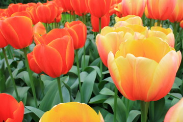 spring and the tulips have arrived
