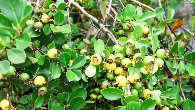Closeup of yellow ara&ccedil;&aacute; fruit on branches.