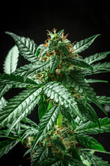 Cannabis plant in bloom, with white and yellow flowers on a black background, with vibrant green leaves