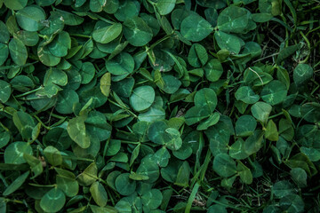 Fototapeta premium green leaves background