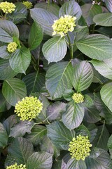 evocative close-up image of bush with large leaves 
