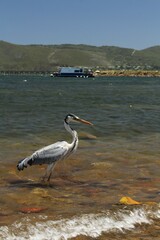 Heron at water