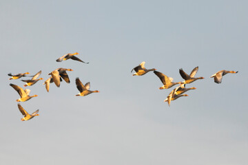 Grupo de ocas silvestres (anser anser) volando al amanecer