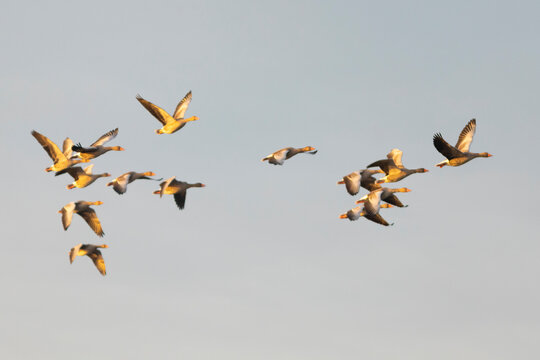 Grupo de ocas silvestres (anser anser) volando al amanecer