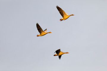 Grupo de ocas silvestres (anser anser) volando al amanecer