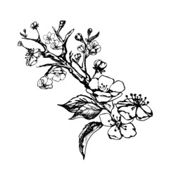 Fototapeta premium sakura branch graphic flowering sakura branch, graphic, black outline drawing on a white background, isolated symbol of spring