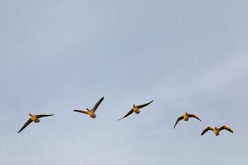 Grupo de ocas silvestres (anser anser) volando al amanecer