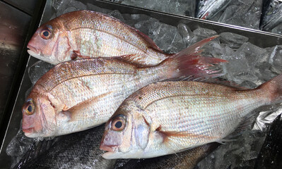 高級魚タイ　新鮮な市場の風景　刺身用　焼き魚用
Luxury fish Thailand Fresh market scenery for sashimi for grilled fish